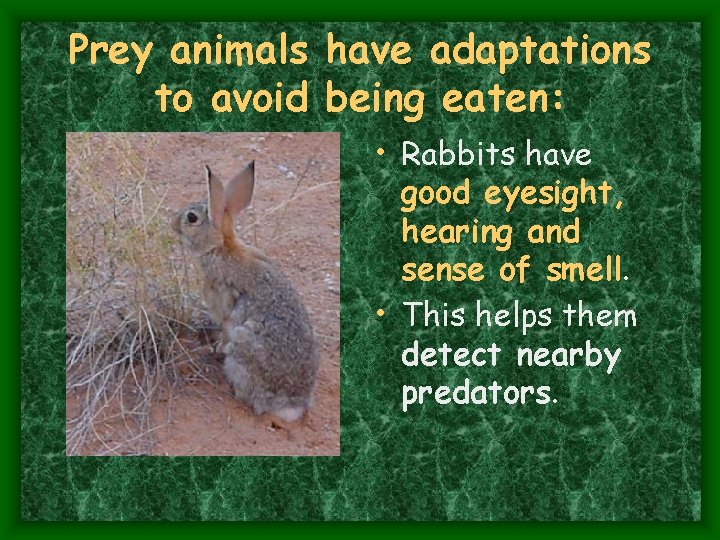 Prey animals have adaptations to avoid being eaten: • Rabbits have good eyesight, hearing