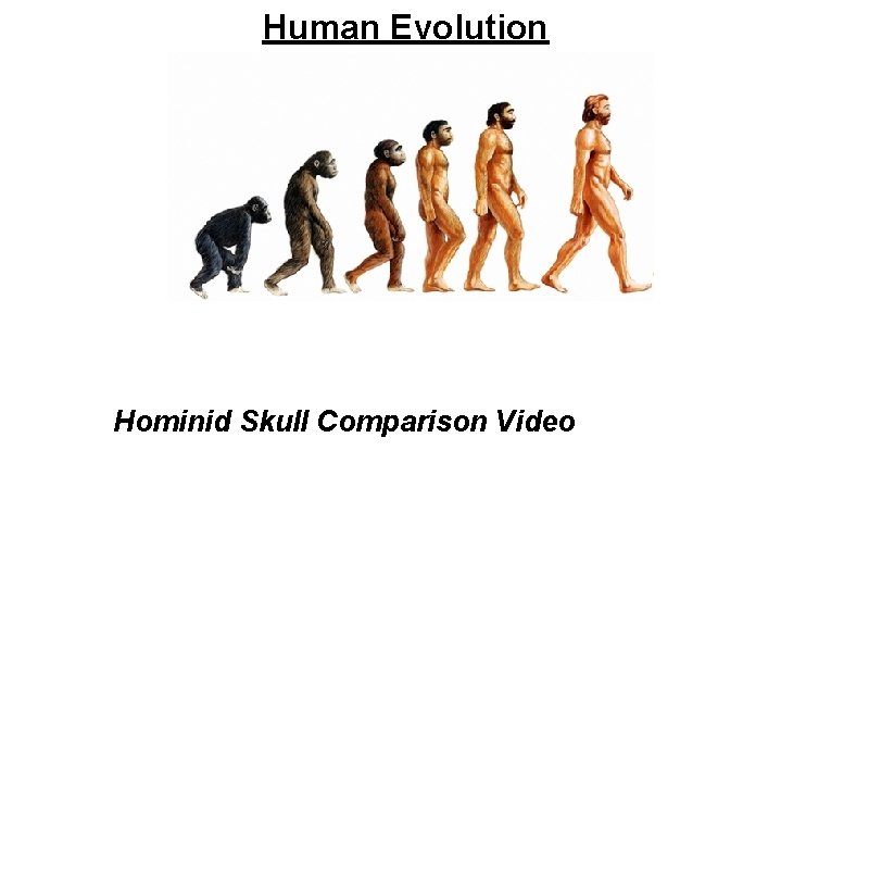 Human Evolution Hominid Skull Comparison Video 