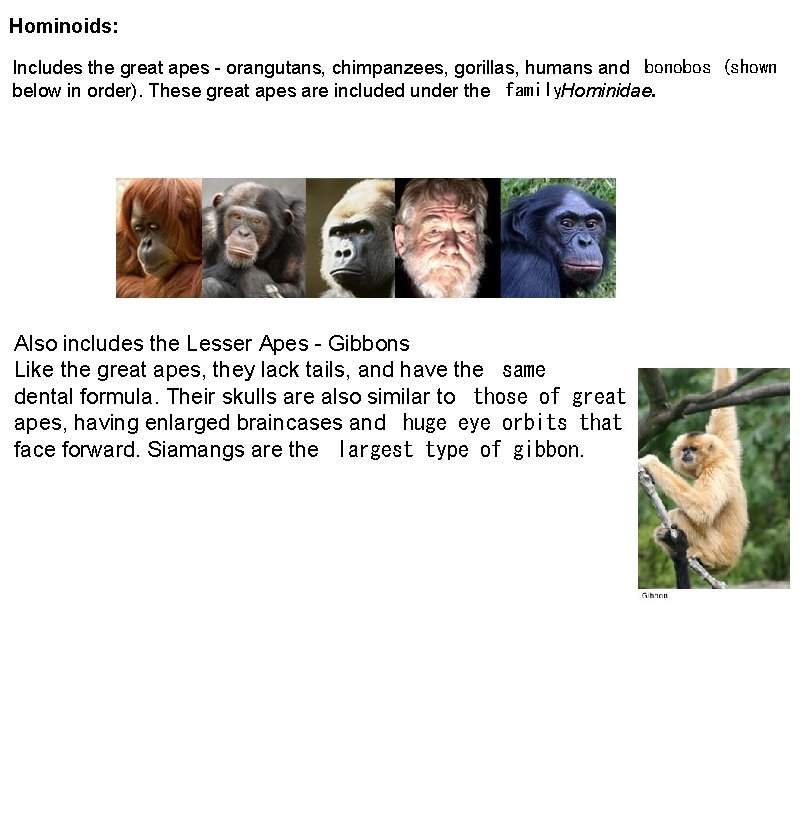 Hominoids: Includes the great apes - orangutans, chimpanzees, gorillas, humans and bonobos (shown below