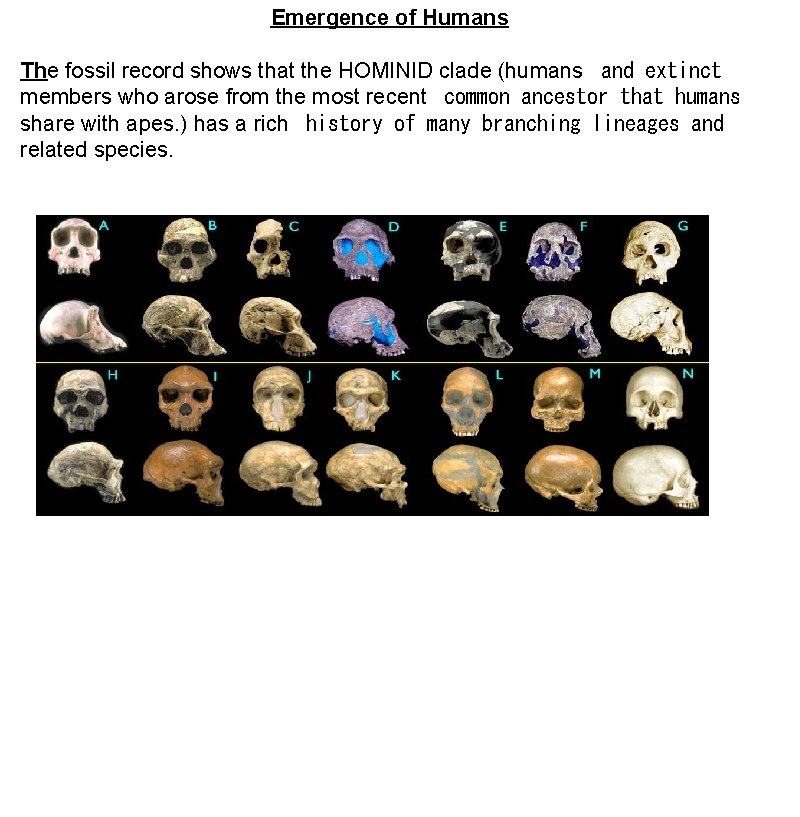 Emergence of Humans The fossil record shows that the HOMINID clade (humans and extinct