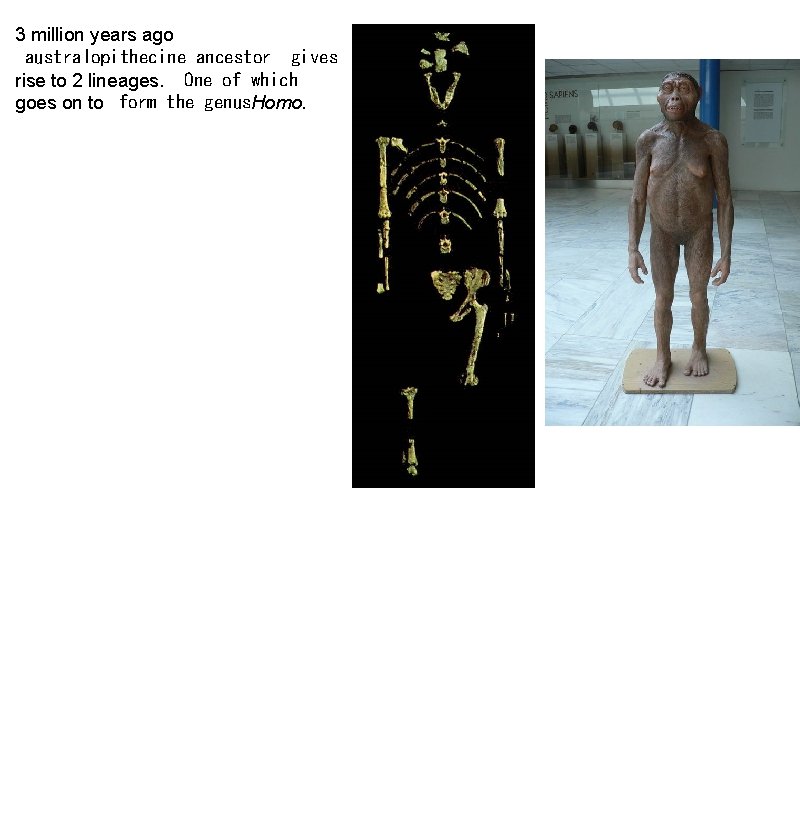 3 million years ago australopithecine ancestor gives rise to 2 lineages. One of which