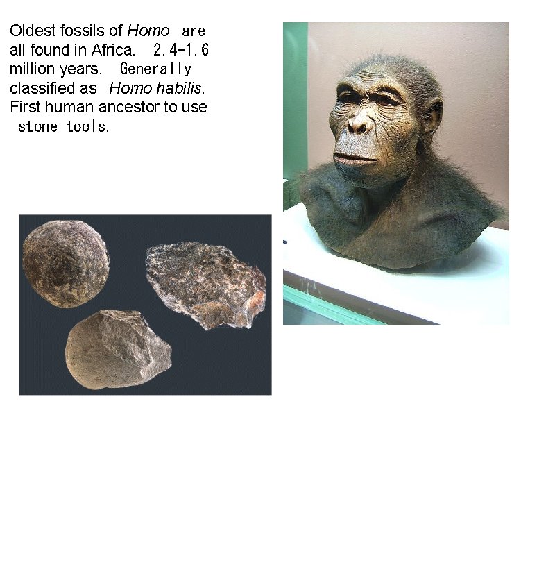 Oldest fossils of Homo are all found in Africa. 2. 4 -1. 6 million