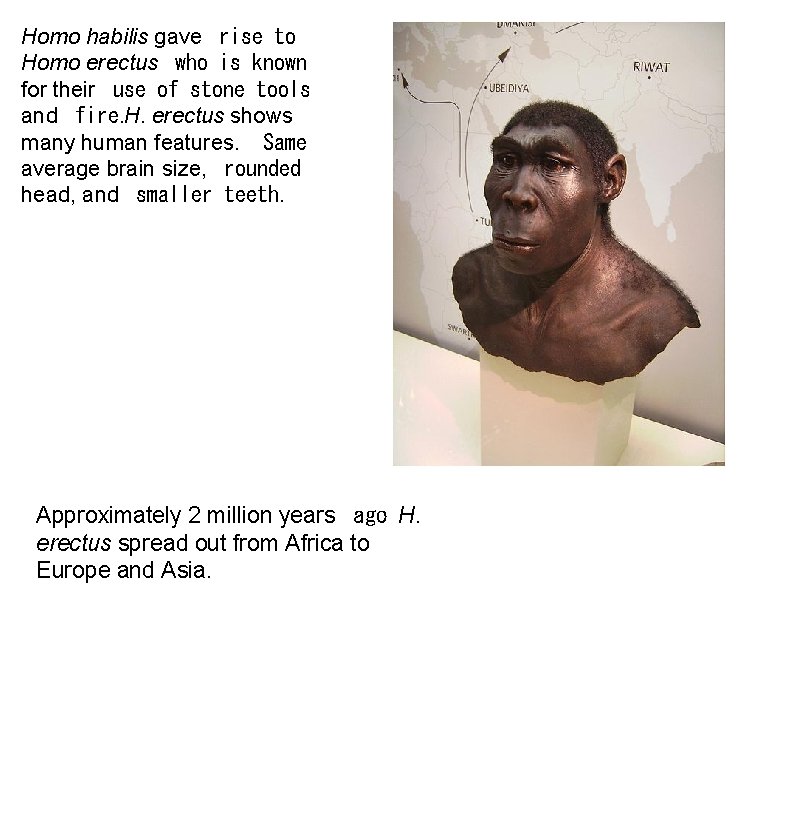 Homo habilis gave rise to Homo erectus who is known for their use of
