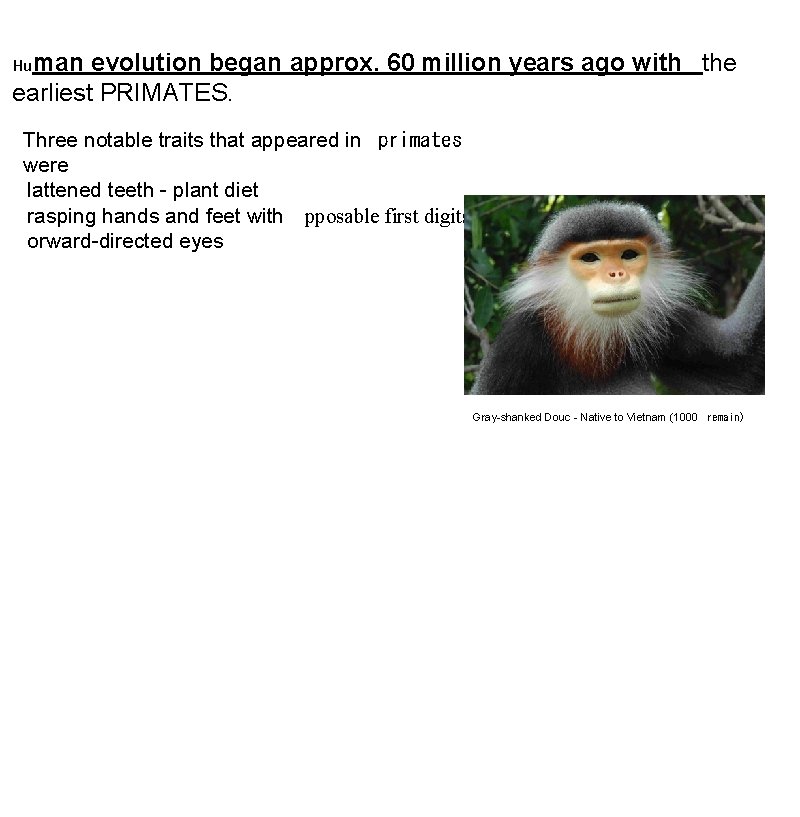 Human evolution began approx. 60 million years ago with the earliest PRIMATES. Three notable