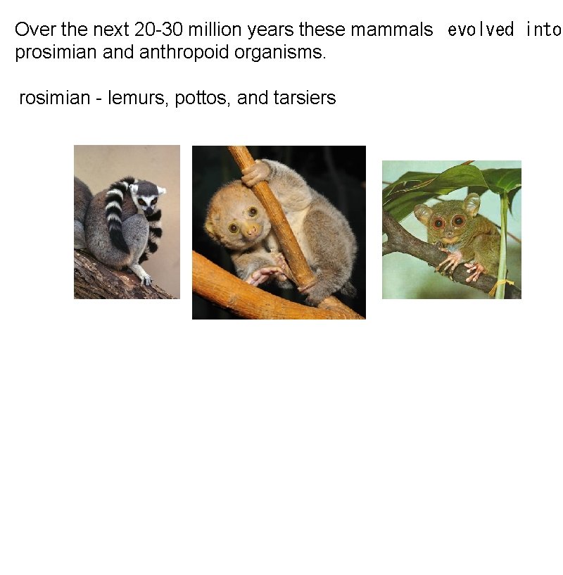Over the next 20 -30 million years these mammals evolved into prosimian and anthropoid