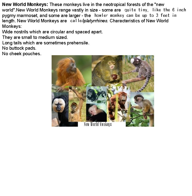 New World Monkeys: These monkeys live in the neotropical forests of the "new world".