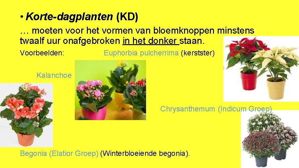  • Korte-dagplanten (KD) … moeten voor het vormen van bloemknoppen minstens twaalf uur