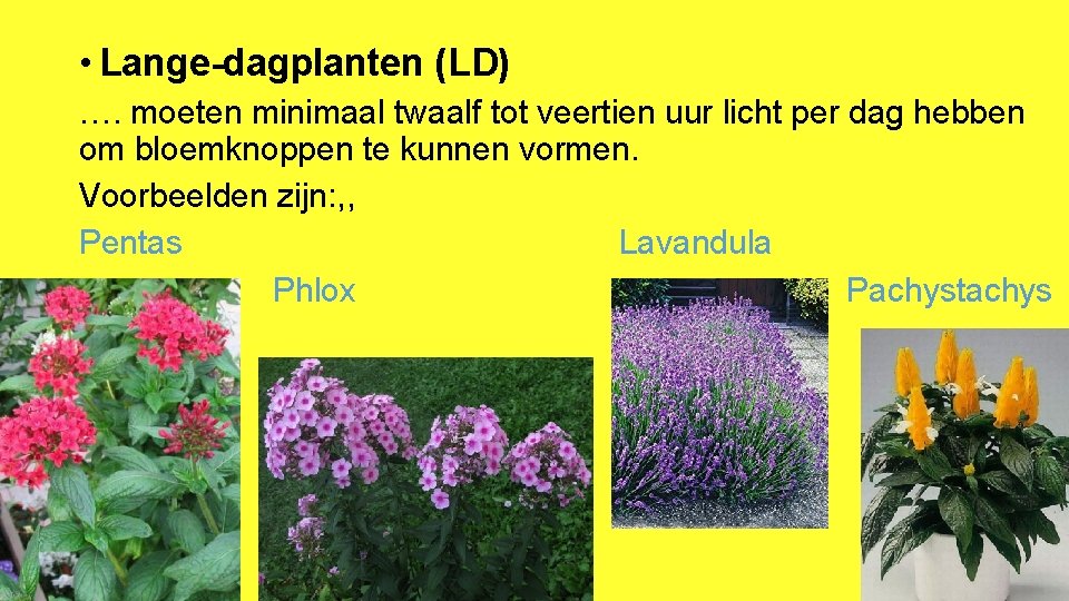  • Lange-dagplanten (LD) …. moeten minimaal twaalf tot veertien uur licht per dag