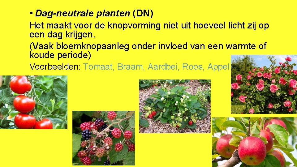  • Dag-neutrale planten (DN) Het maakt voor de knopvorming niet uit hoeveel licht
