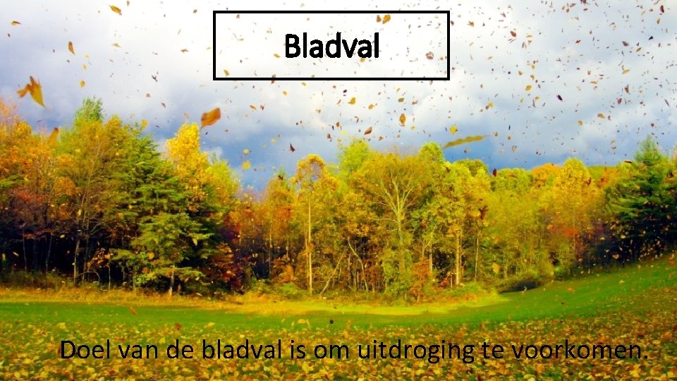 Bladval Doel van de bladval is om uitdroging te voorkomen. 