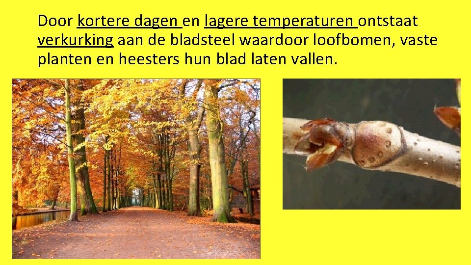 Door kortere dagen en lagere temperaturen ontstaat verkurking aan de bladsteel waardoor loofbomen, vaste