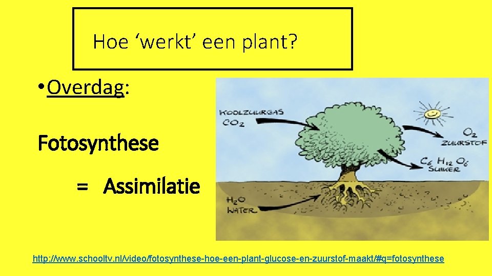 Hoe ‘werkt’ een plant? • Overdag: Fotosynthese = Assimilatie http: //www. schooltv. nl/video/fotosynthese-hoe-een-plant-glucose-en-zuurstof-maakt/#q=fotosynthese 