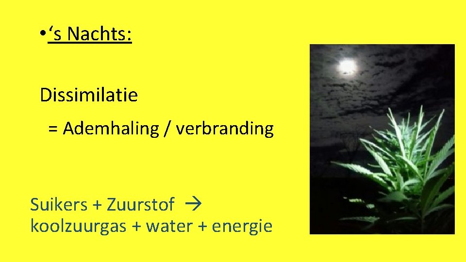  • ‘s Nachts: Dissimilatie = Ademhaling / verbranding Suikers + Zuurstof koolzuurgas +