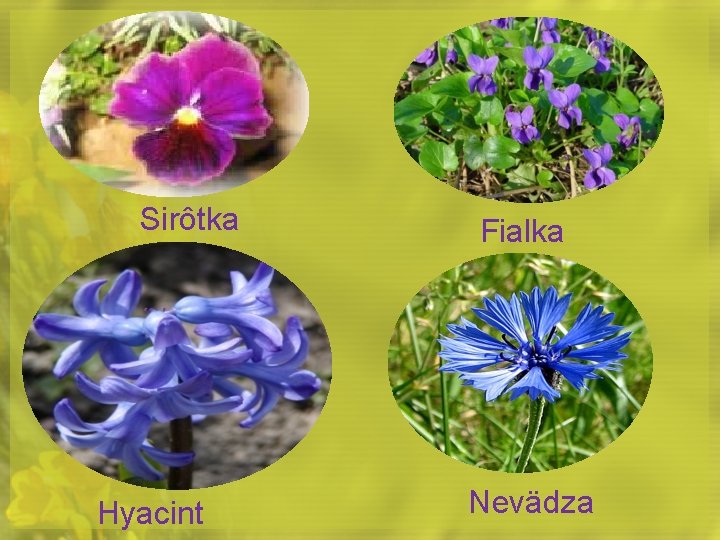 Sirôtka Hyacint Fialka Nevädza 