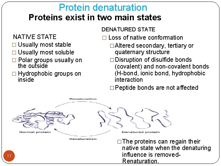 Protein denaturation Proteins exist in two main states NATIVE STATE � Usually most stable
