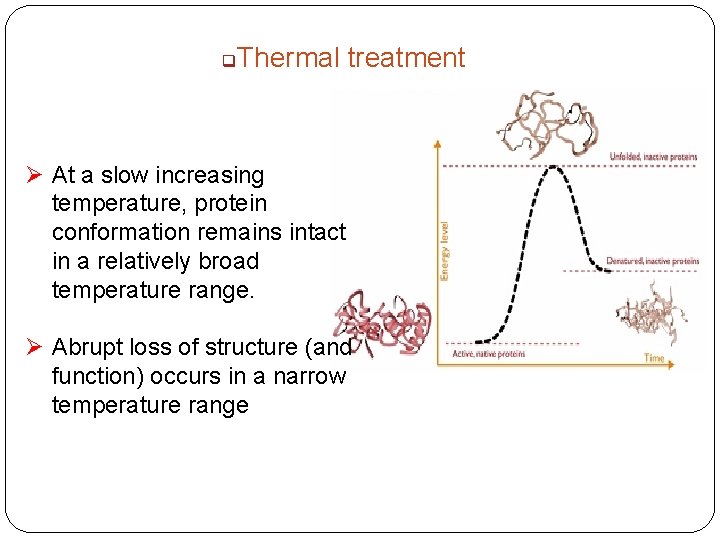 q Thermal treatment Ø At a slow increasing temperature, protein conformation remains intact in