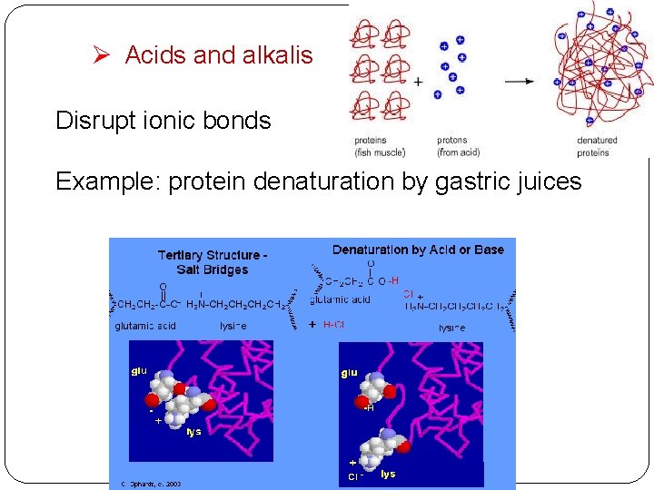 Ø Acids and alkalis Disrupt ionic bonds Example: protein denaturation by gastric juices 