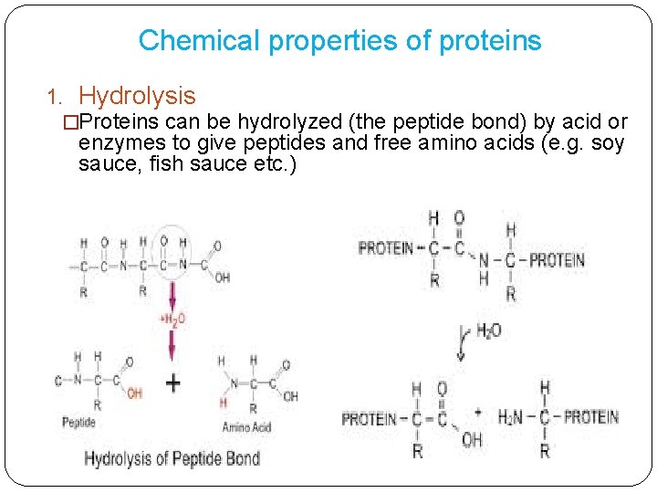 Chemical properties of proteins 1. Hydrolysis �Proteins can be hydrolyzed (the peptide bond) by