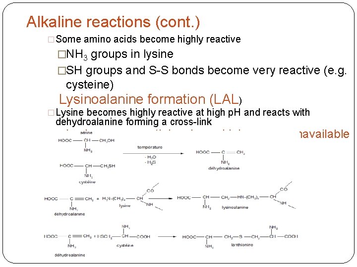 Alkaline reactions (cont. ) �Some amino acids become highly reactive �NH 3 groups in