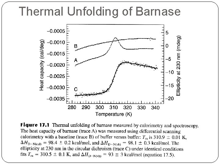 Thermal Unfolding of Barnase 