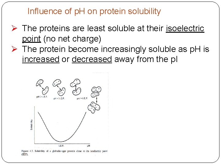 Influence of p. H on protein solubility Ø The proteins are least soluble at