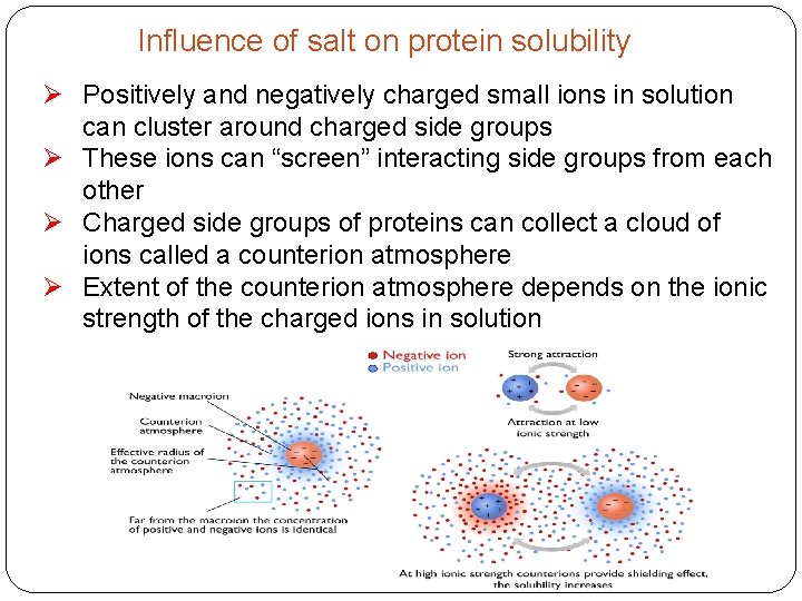 Influence of salt on protein solubility Ø Positively and negatively charged small ions in