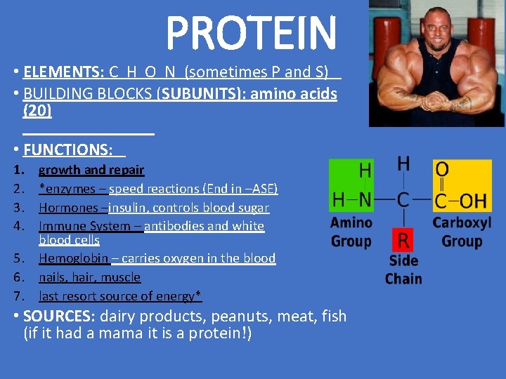 PROTEIN • ELEMENTS: C H O N (sometimes P and S) • BUILDING BLOCKS