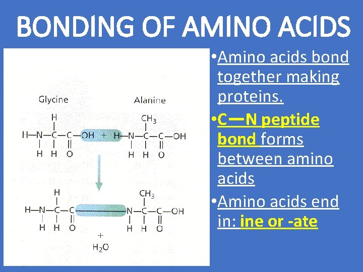 BONDING OF AMINO ACIDS • Amino acids bond together making proteins. • C—N peptide