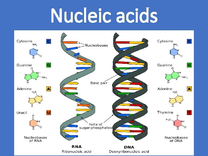 Nucleic acids 