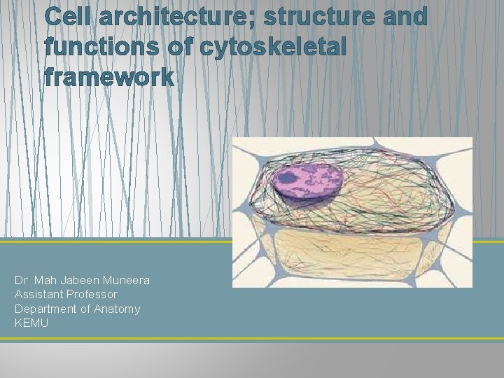 Cell architecture; structure and functions of cytoskeletal framework Dr Mah Jabeen Muneera Assistant Professor