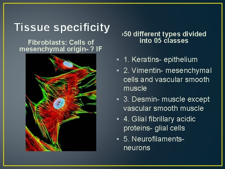 Tissue specificity Fibroblasts: Cells of mesenchymal origin- ? IF › 50 different types divided
