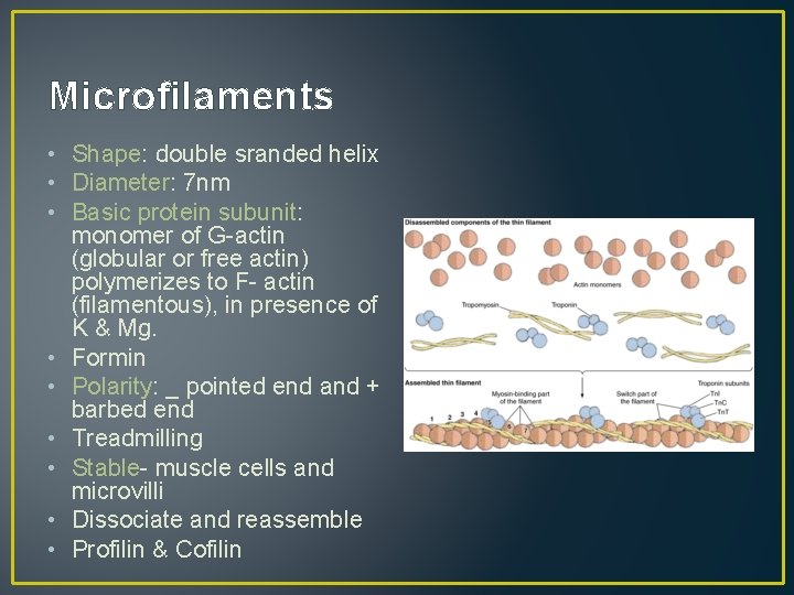 Microfilaments • Shape: double sranded helix • Diameter: 7 nm • Basic protein subunit:
