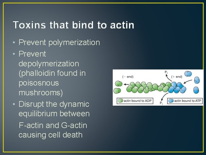 Toxins that bind to actin • Prevent polymerization • Prevent depolymerization (phalloidin found in