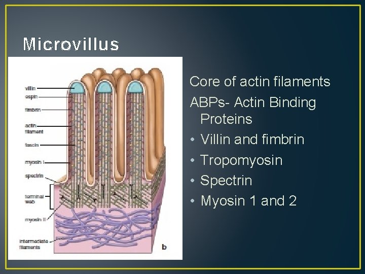Microvillus Core of actin filaments ABPs- Actin Binding Proteins • Villin and fimbrin •