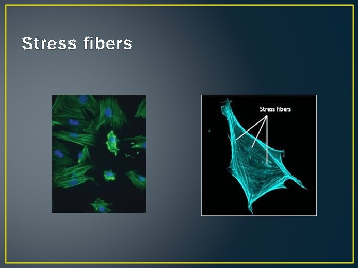 Stress fibers 