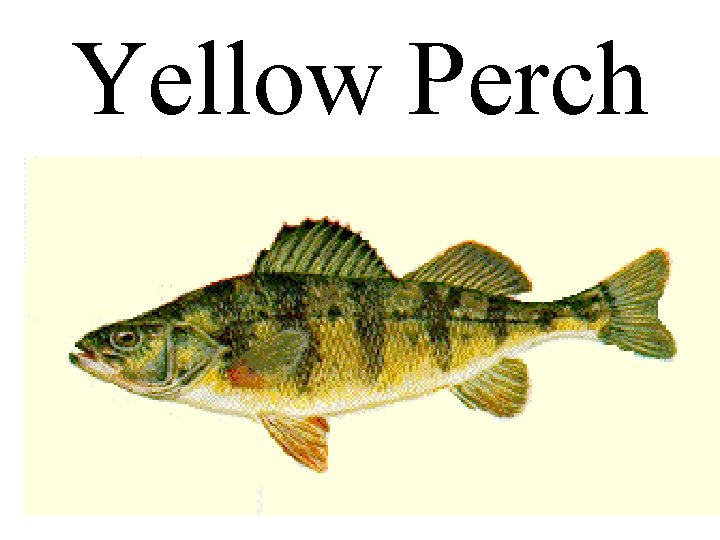 Yellow Perch 