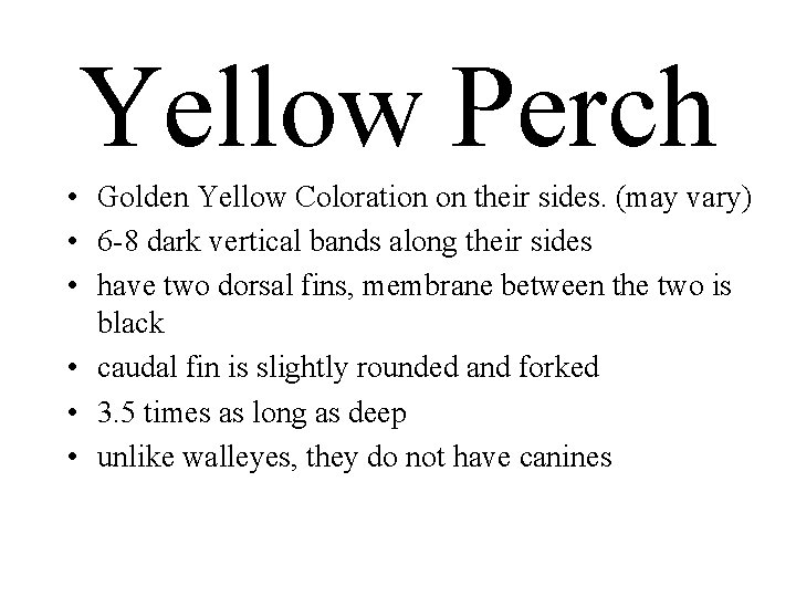 Yellow Perch • Golden Yellow Coloration on their sides. (may vary) • 6 -8