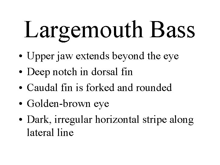 Largemouth Bass • • • Upper jaw extends beyond the eye Deep notch in