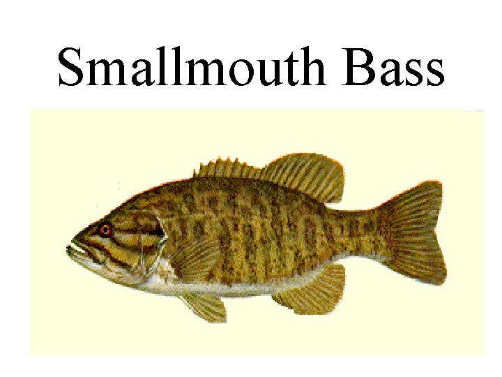 Smallmouth Bass 