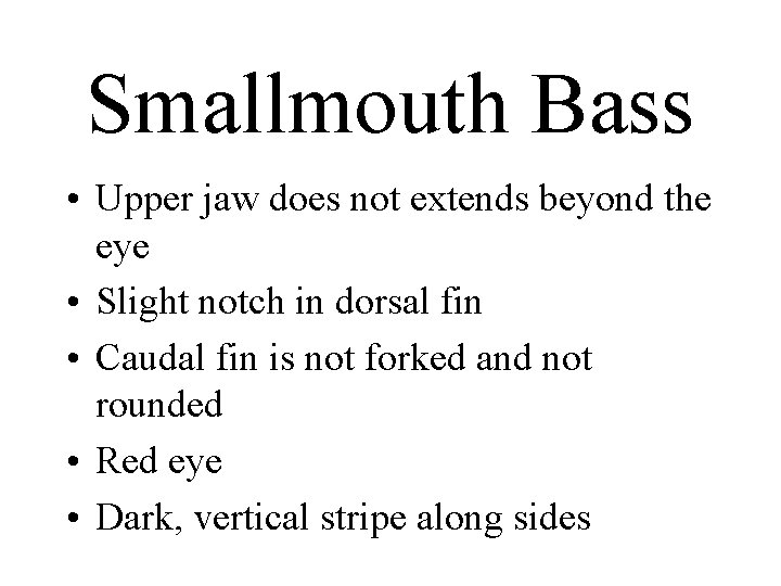 Smallmouth Bass • Upper jaw does not extends beyond the eye • Slight notch