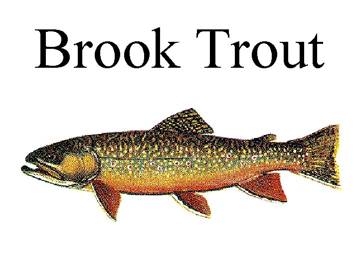 Brook Trout 