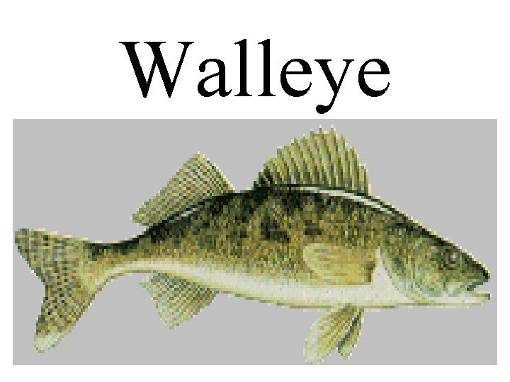 Walleye 