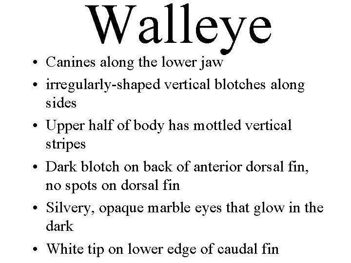 Walleye • Canines along the lower jaw • irregularly-shaped vertical blotches along sides •