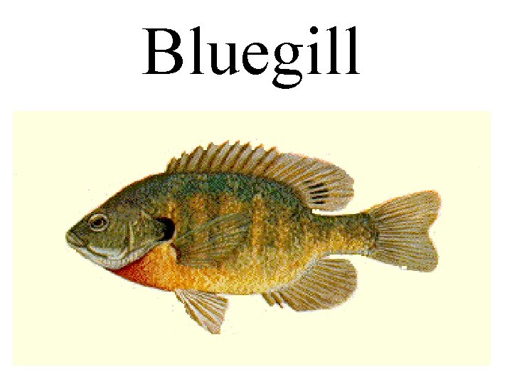 Bluegill 