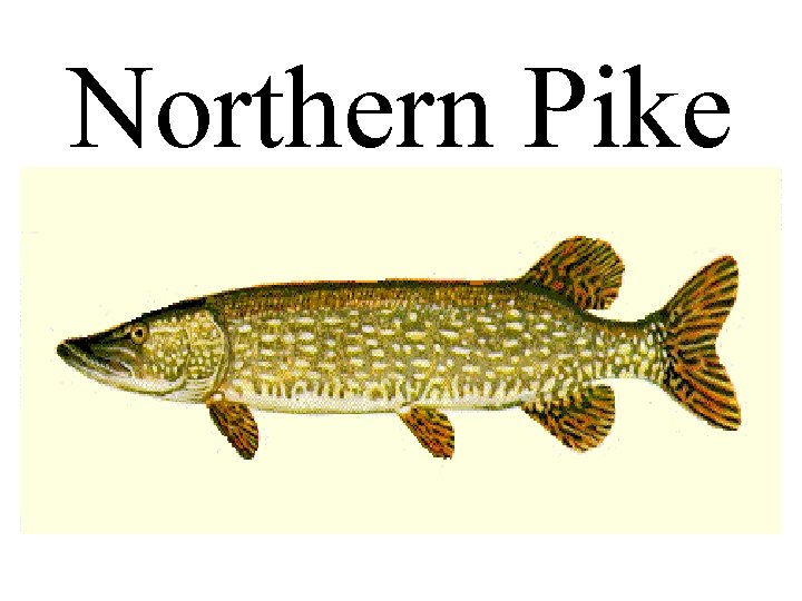 Northern Pike 