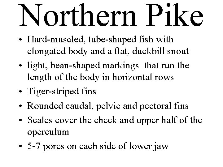 Northern Pike • Hard-muscled, tube-shaped fish with elongated body and a flat, duckbill snout