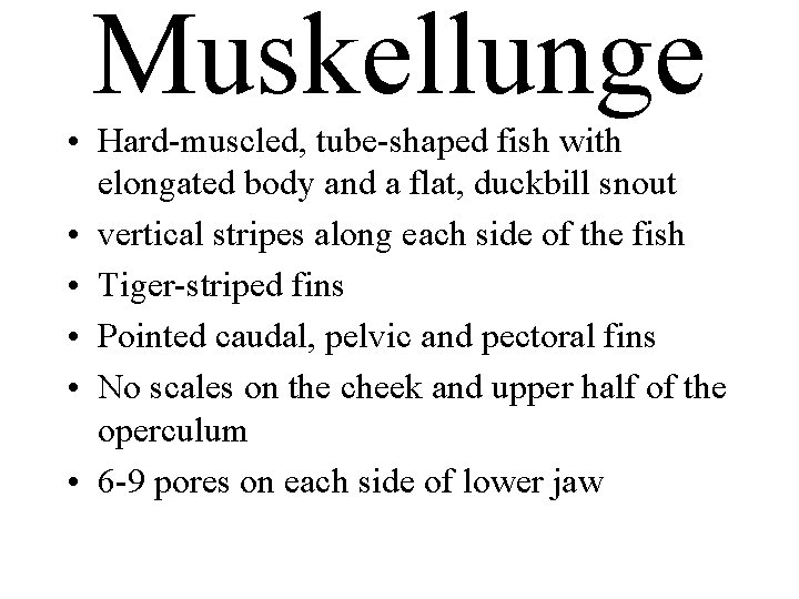 Muskellunge • Hard-muscled, tube-shaped fish with elongated body and a flat, duckbill snout •
