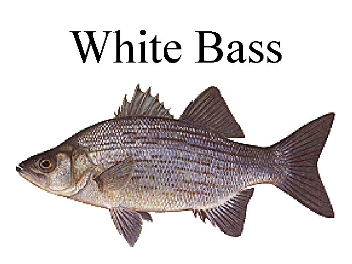 White Bass 