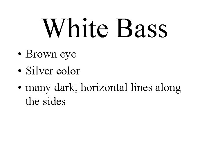 White Bass • Brown eye • Silver color • many dark, horizontal lines along