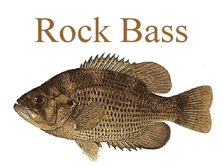 Rock Bass 